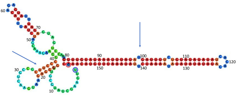 Figure 5