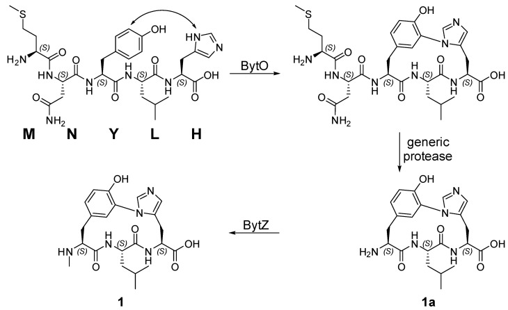 Scheme 2