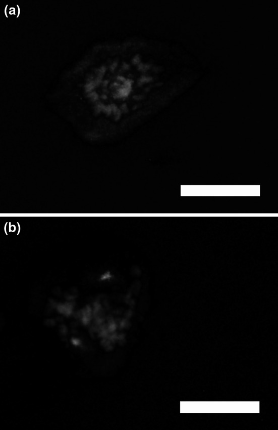 Fig. 5