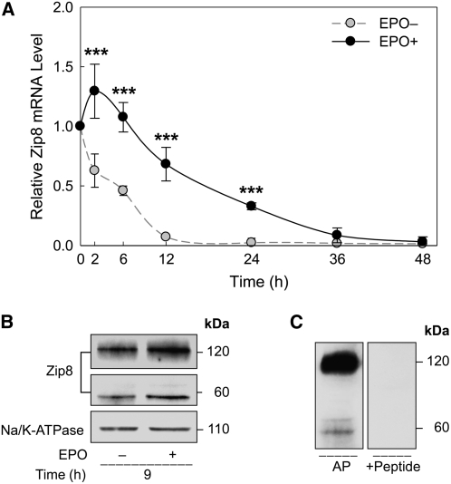 FIGURE 5 