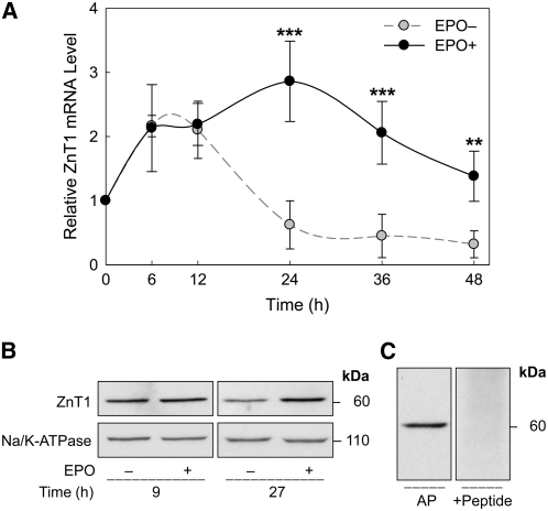 FIGURE 4 
