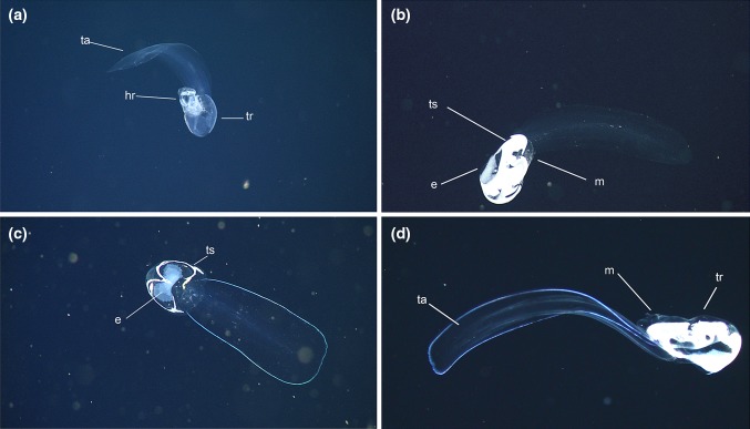 Fig. 1