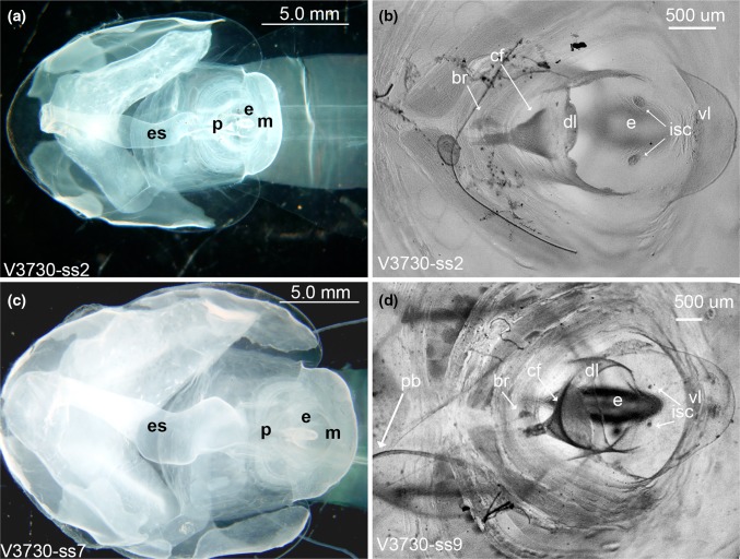 Fig. 4