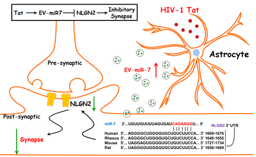 graphic file with name nihms-1537055-f0007.jpg