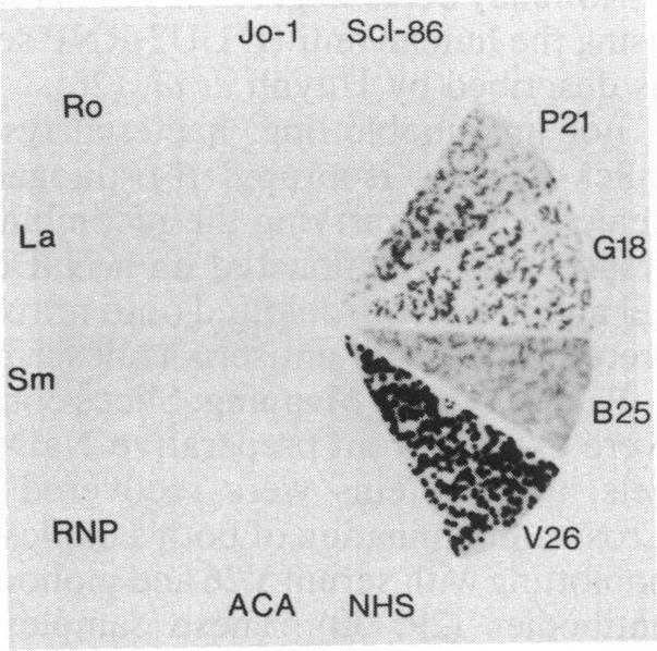 graphic file with name pnas00273-0320-d.jpg