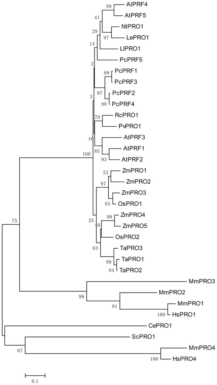 FIGURE 1