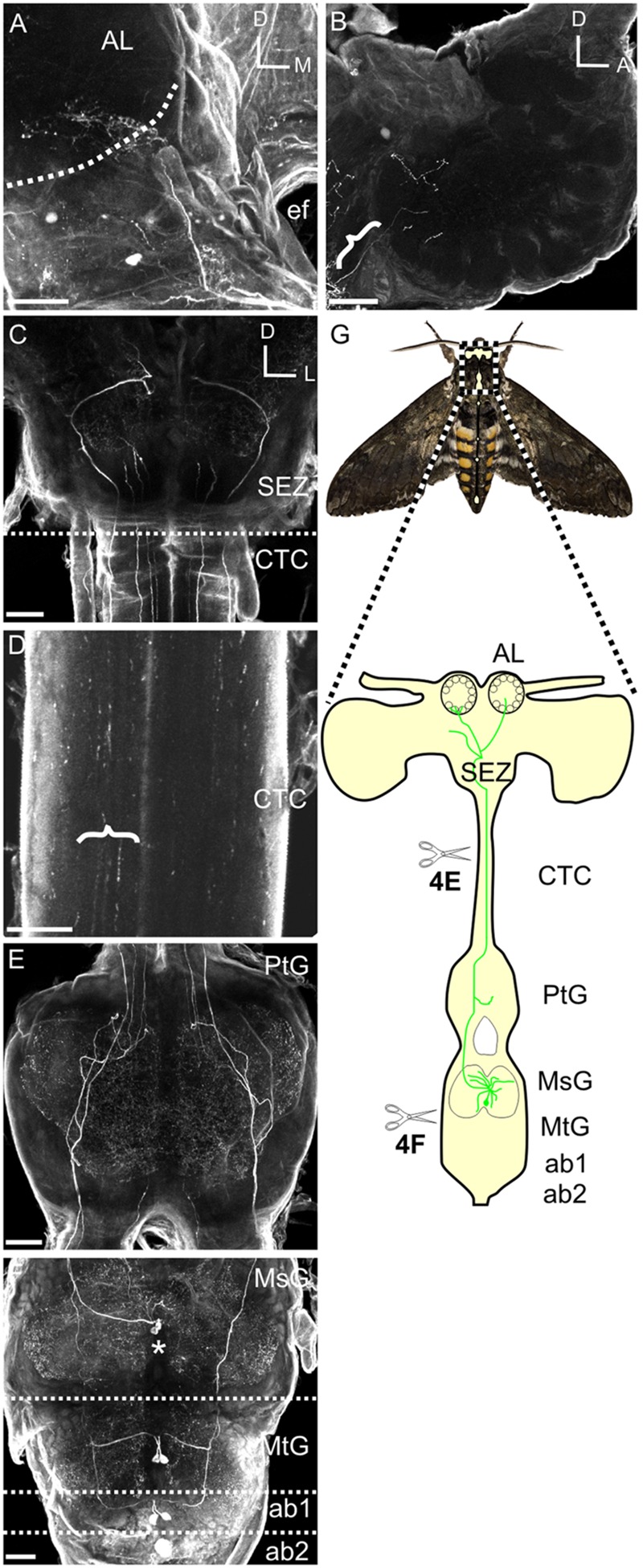 FIGURE 2