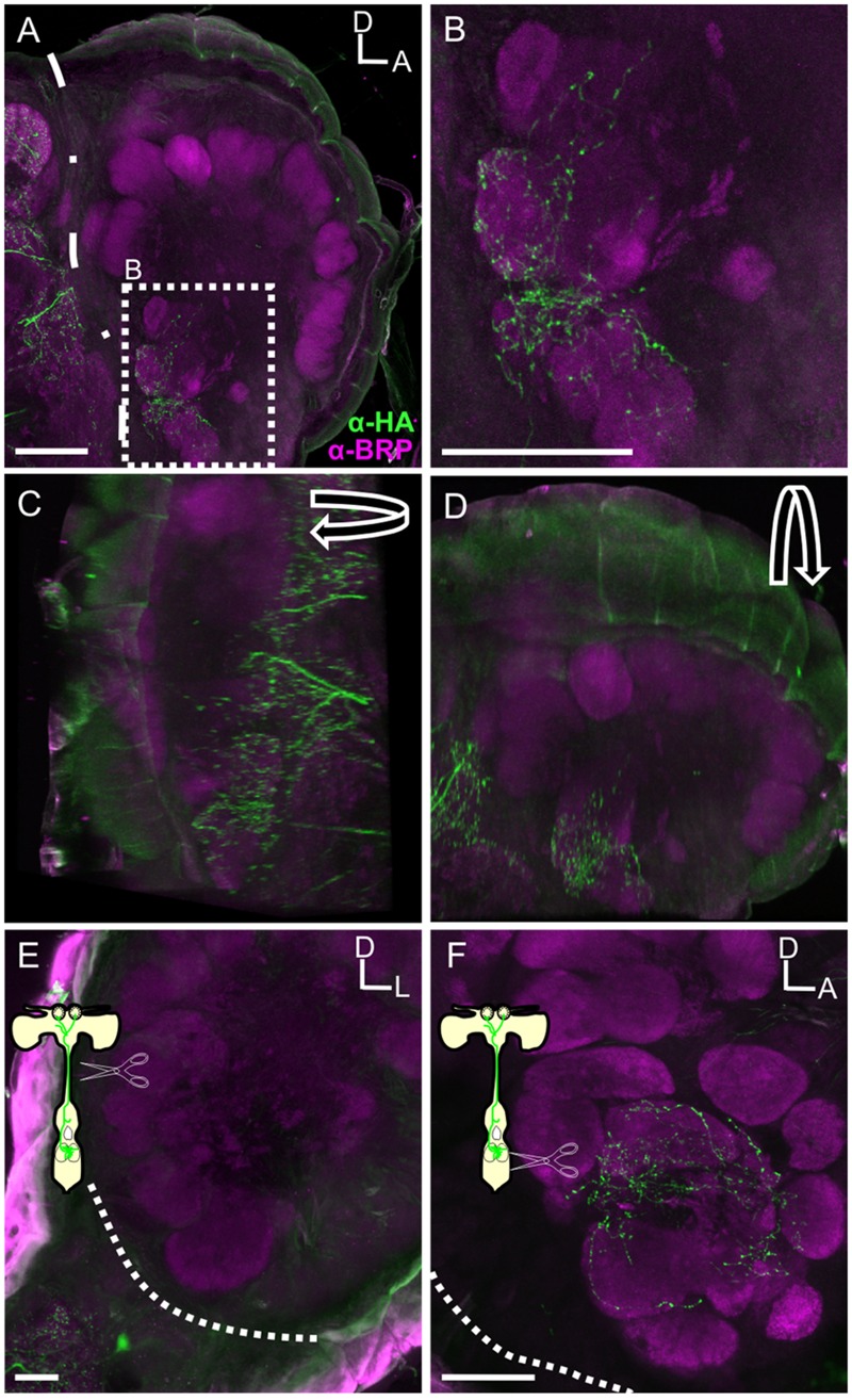 FIGURE 4