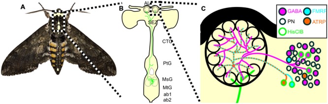 FIGURE 7