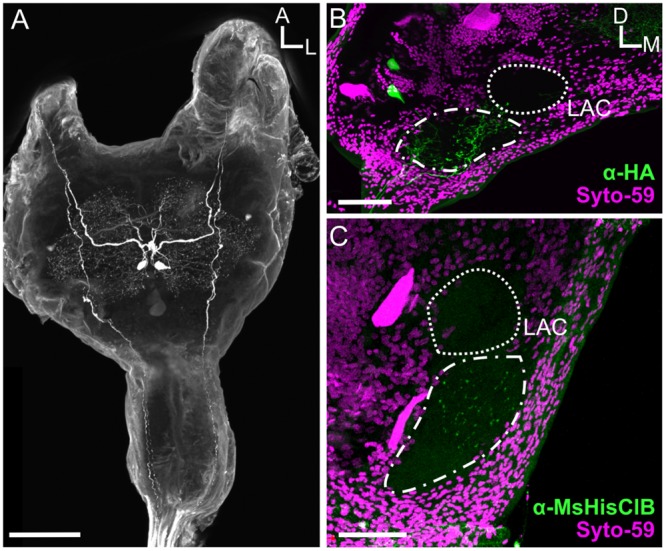 FIGURE 6