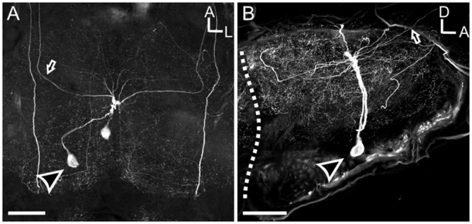 FIGURE 3