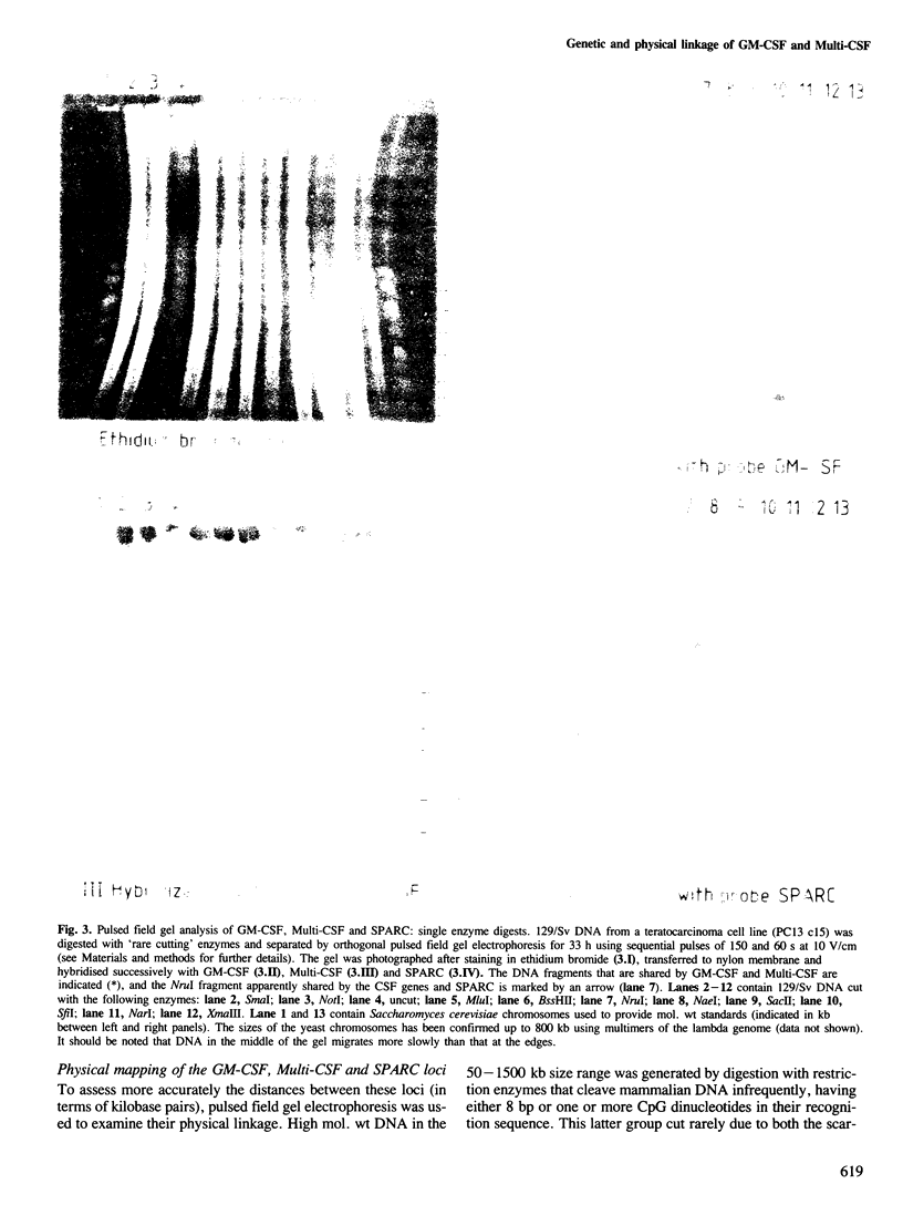 619