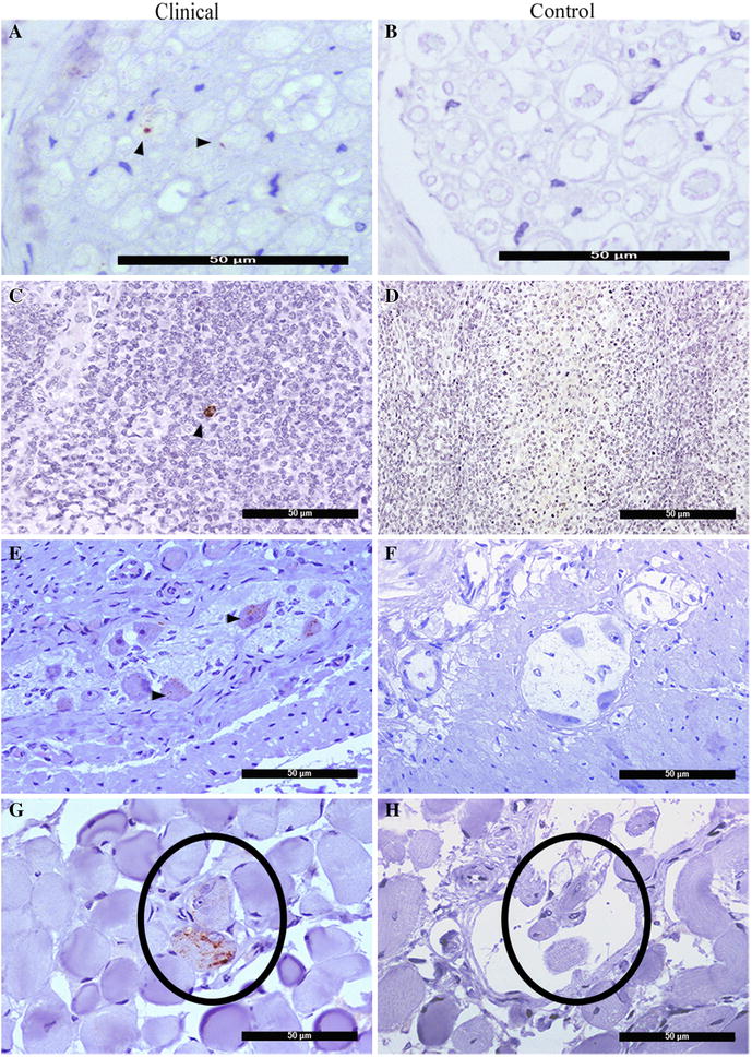 Figure 5