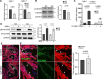 Figure 1—figure supplement 2.