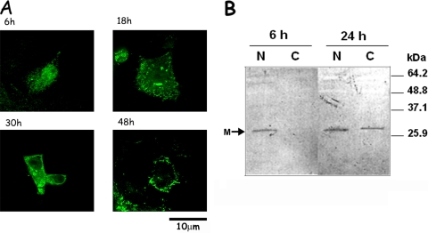 FIG. 1.