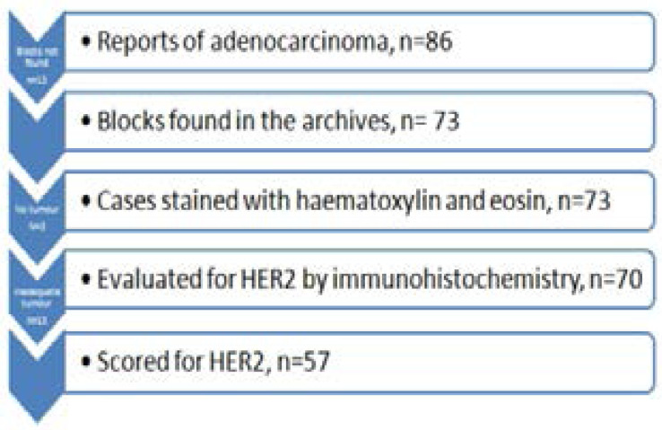 graphic file with name AFHS2004-1857Fig1.jpg