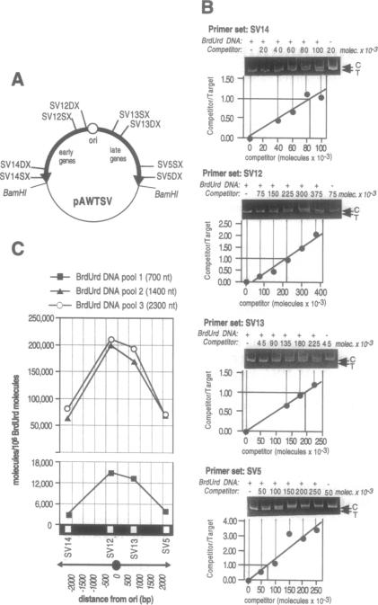 graphic file with name pnas01137-0414-a.jpg