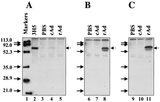 FIG. 3.