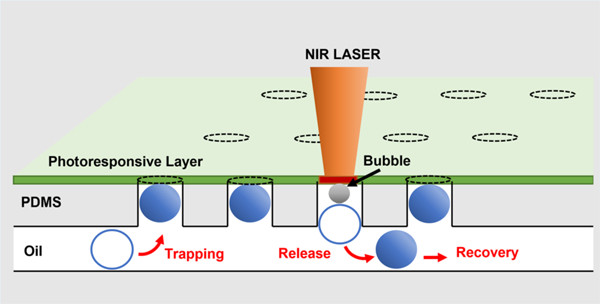 graphic file with name nihms-1584050-f0001.jpg