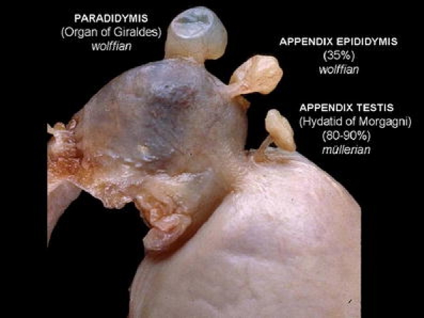 Fig. 10