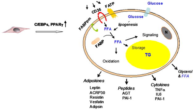 Fig 1