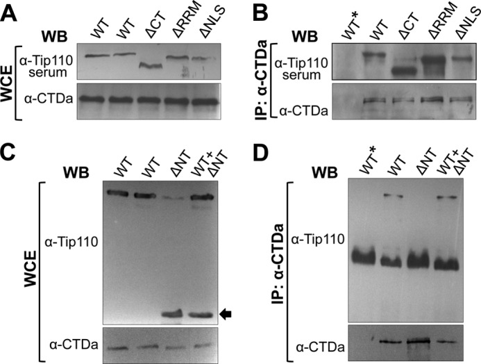 FIGURE 4.