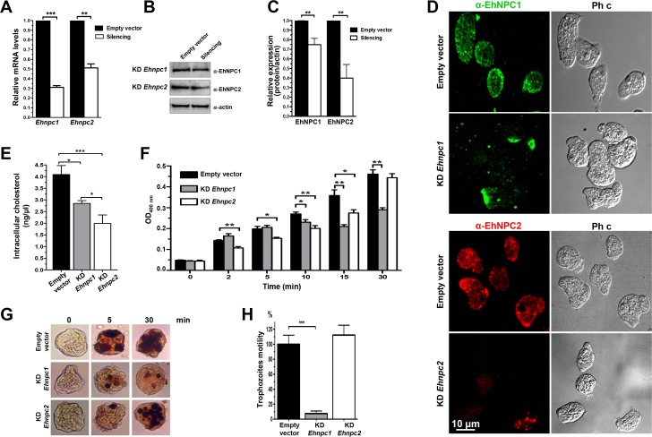 Fig 12