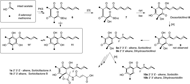 Scheme 1