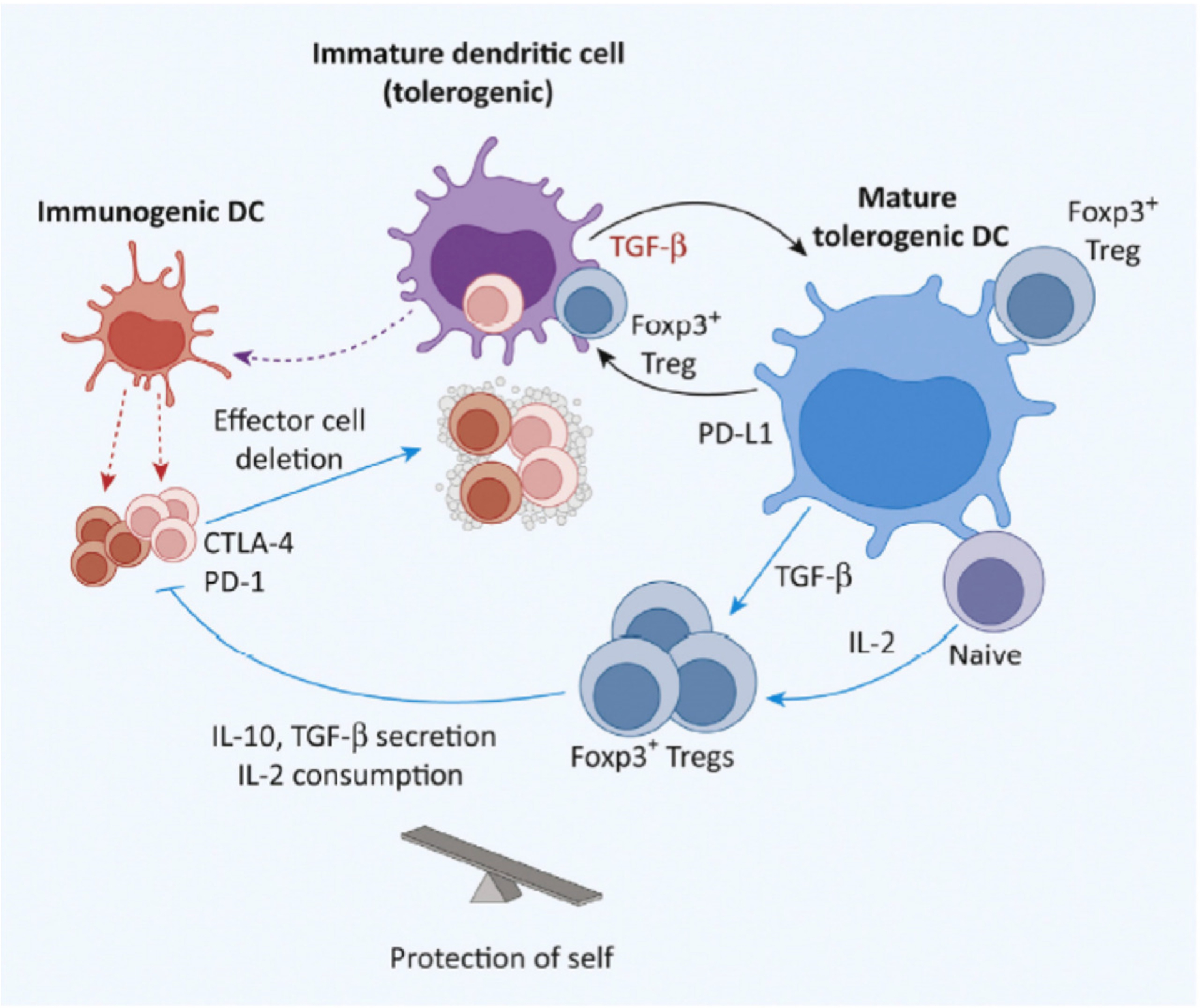 Rebalancing Immune Homeostasis to Treat Autoimmune Diseases - PMC