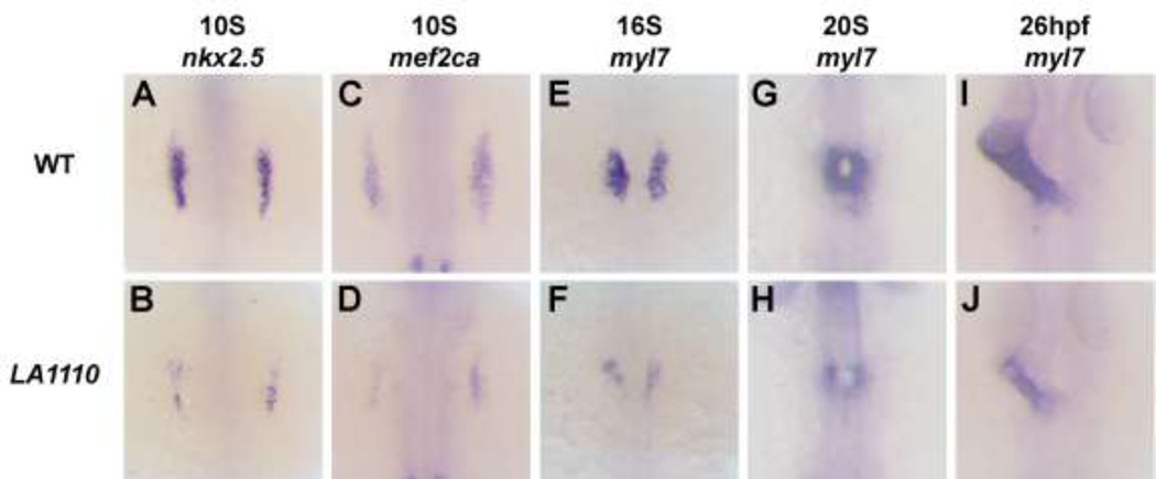 Fig.2