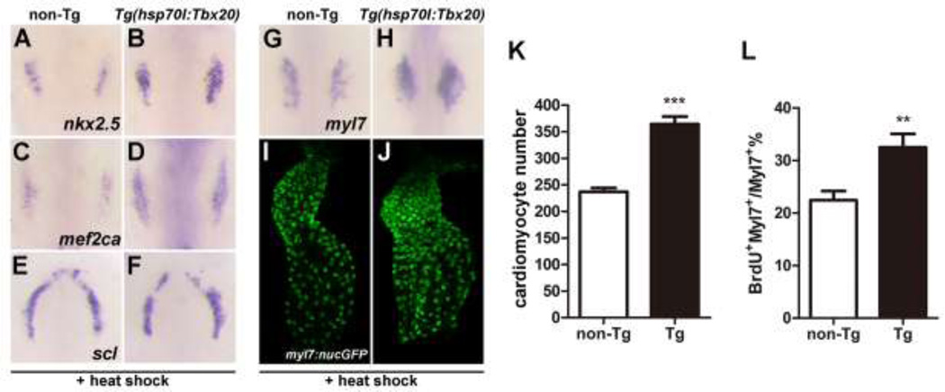 Fig.6