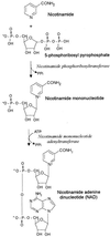 FIG. 1