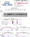 Figure 5—figure supplement 1.