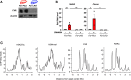 Figure 2—figure supplement 1.