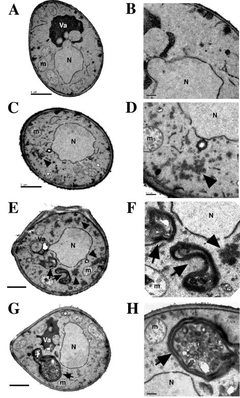 FIG. 5.