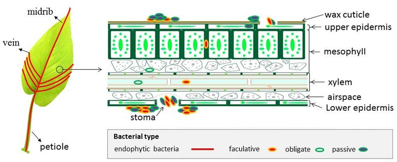 FIGURE 2