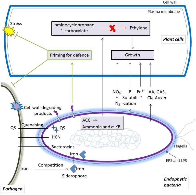 FIGURE 5