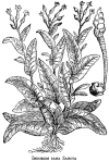 <i>Figure 1</i>