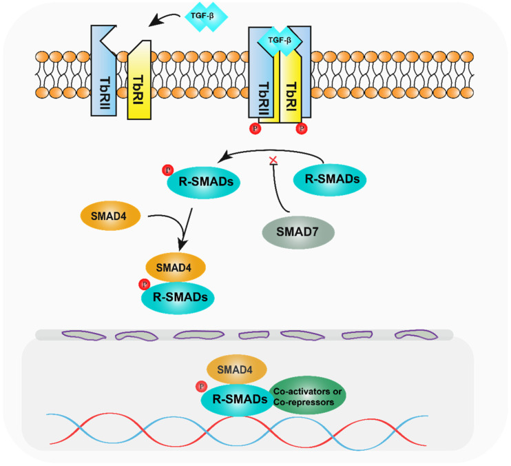 SMAD Proteins in TGF-β Signalling Pathway in Cancer: Regulatory ...