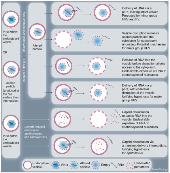 Picornaviruses - PMC