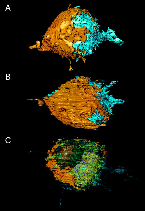 Fig. 7.