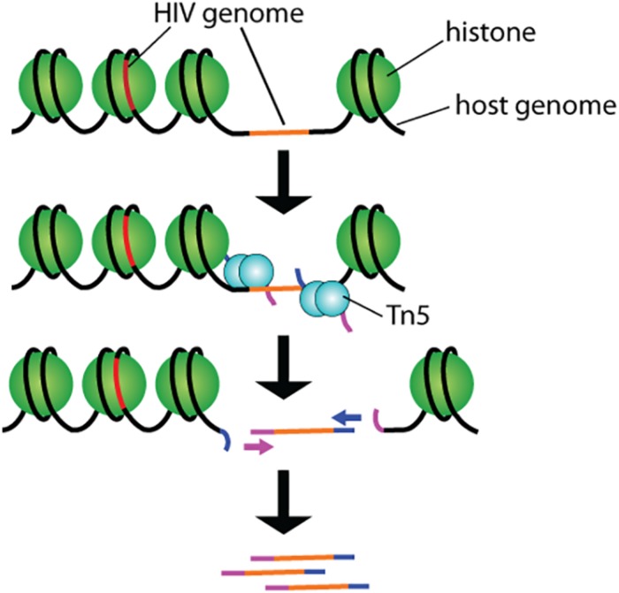 FIGURE 3