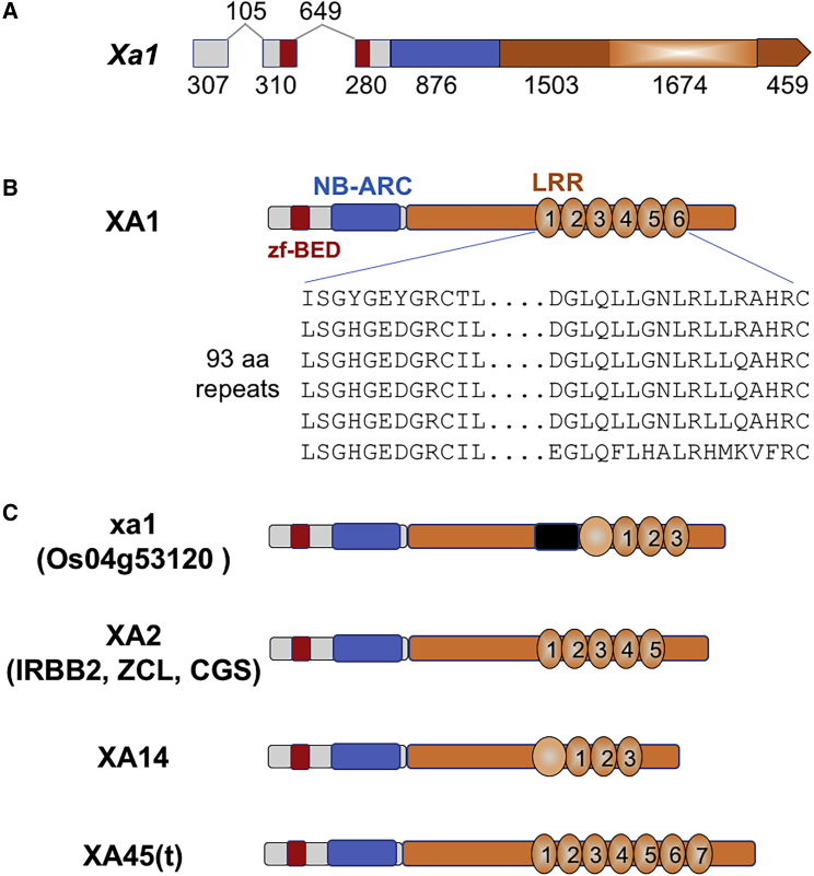 Figure 2