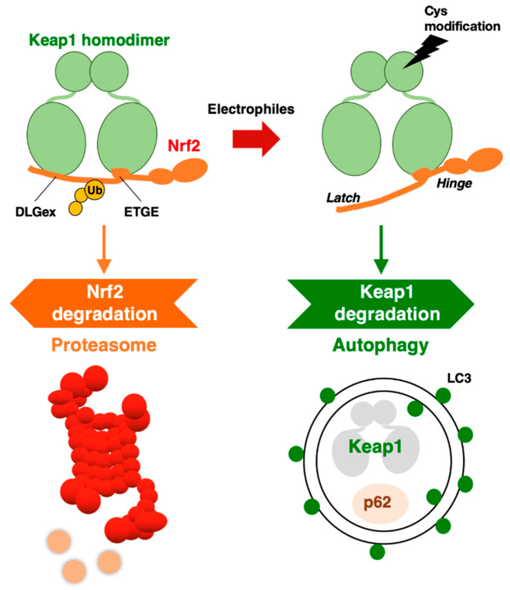 The KEAP1–NRF2 System as a Molecular Target of Cancer Treatment - PMC