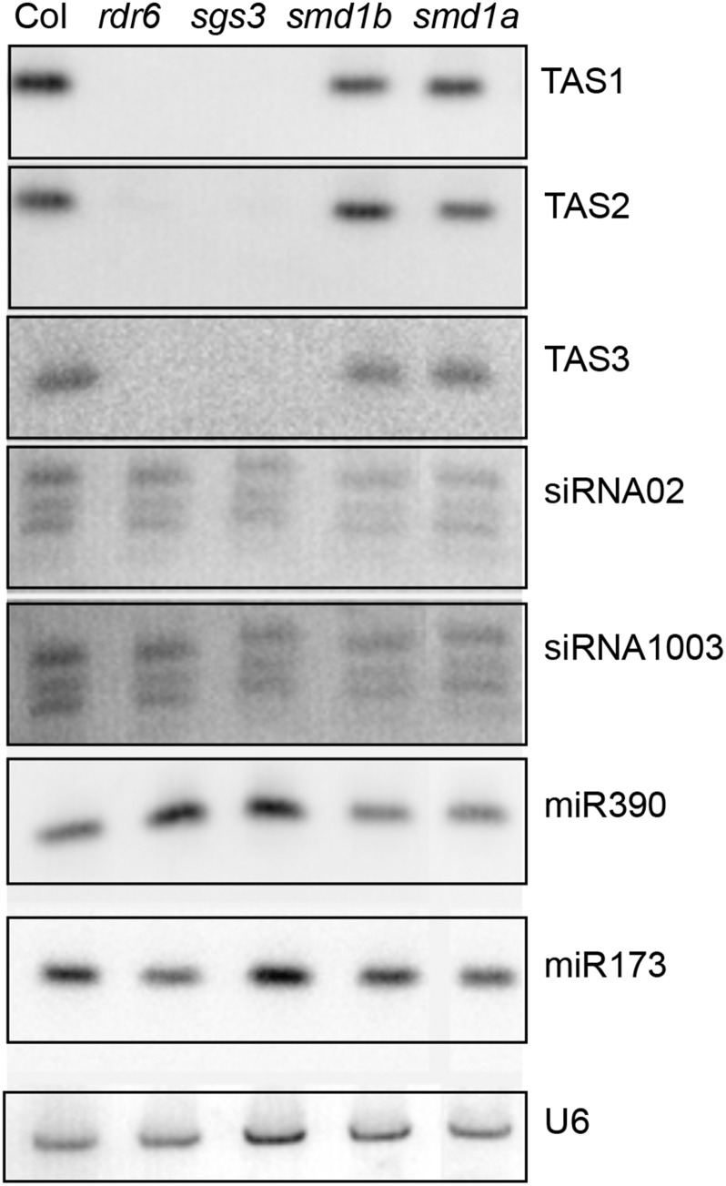 Figure 5.