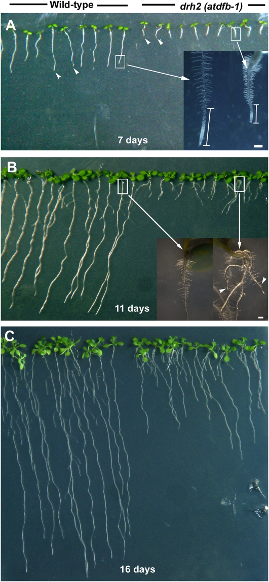 Figure 2.