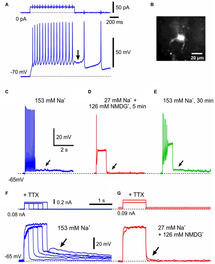 FIGURE 6