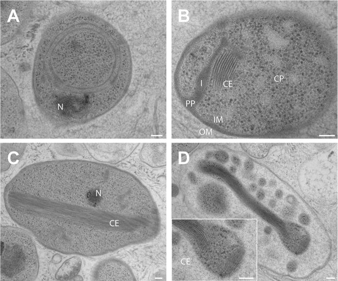 Fig. 5