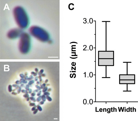 Fig. 3