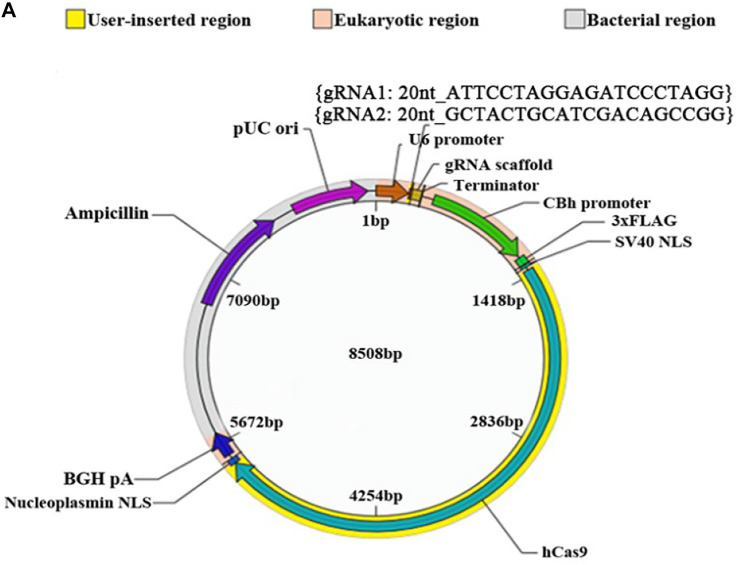 FIGURE 6